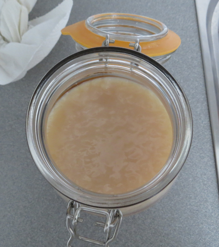 kombucha SCOBY without mold