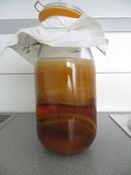 kombucha SCOBY in jar