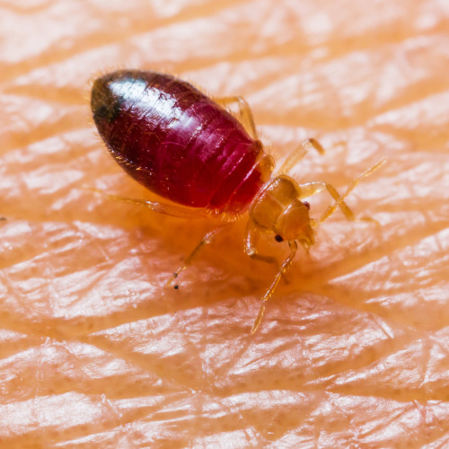 Bed Bug After Feeding (Longer Body)