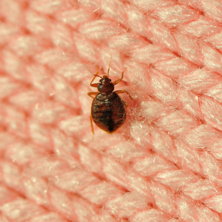 Bed Bug on Fabric
