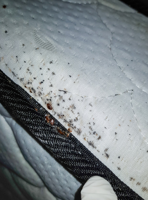 Bed Bug Signs on Mattress